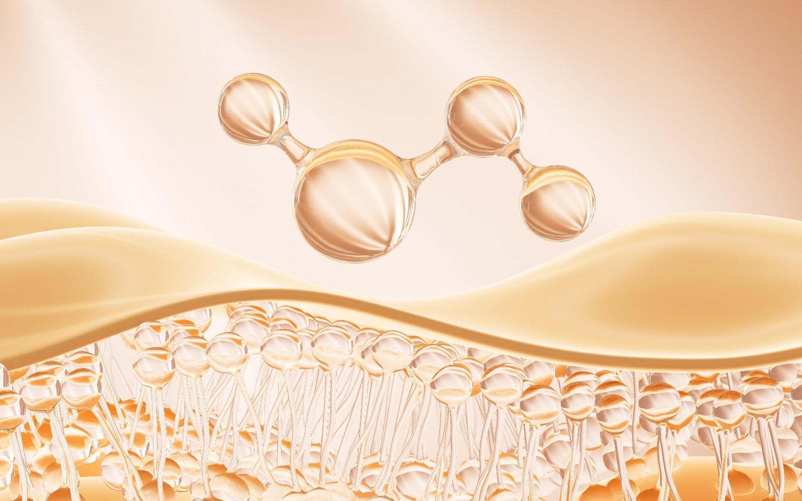 膠原酶 Collagenase 作用示意圖
